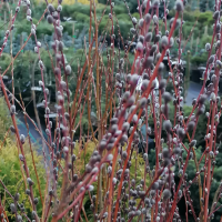 Karklas pelkinis  (Salix rozmarinifolia) 'Tiny Pearls'